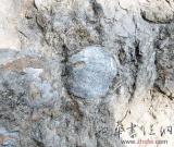 湖南浏阳发现3亿年贝壳化石（图）