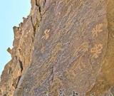 内蒙古阿尔巴斯山发现珍稀植物岩画(图)