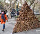 落叶“金字塔”亮相杭州街头