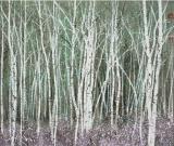 光-荫--汪钰元2013作品展